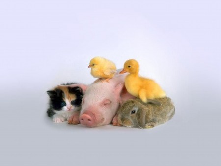 MISS.PIGGY and FRIENDS - pig, rabbit, rabbits, babies, ducklings, cat, pigs, buddies, kittens, chicks, cute, cats