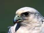 PIERCING STARE OF GYFALCON