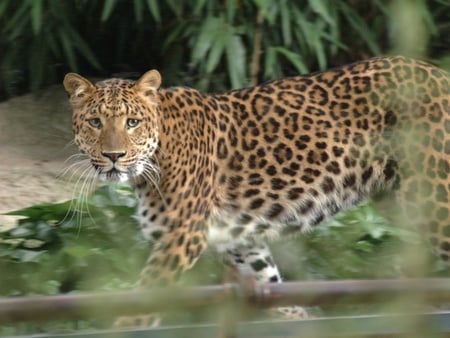 stalking jaguar