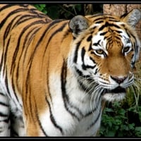 beautiful tiger