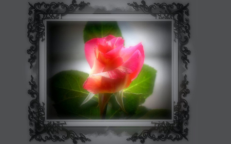 Tender rose - roses, framed