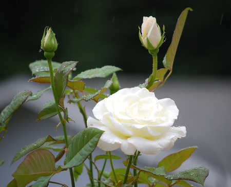 White rose - flowers, roses