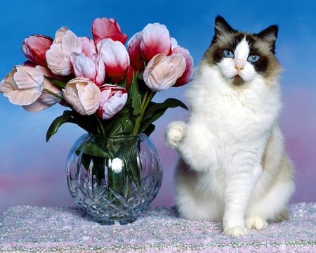 Blue eyed kitty - flowers, cat, blue eyes, vase