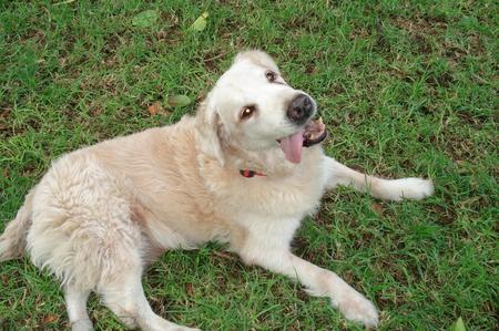 Bonati at the park - golden, retriever