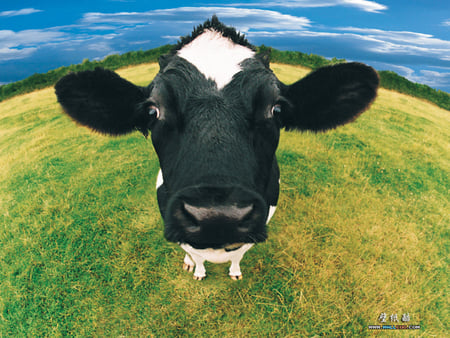 Hello There... - cow, up close, grass, black and white, field