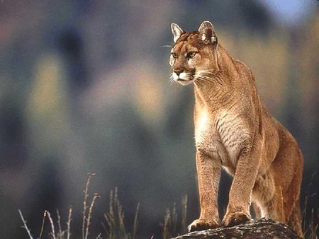 sleek puma - puma cat, wild and free