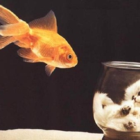 Freedom for the goldfish