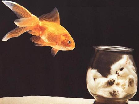 Freedom for the goldfish - goldfish, fishbowl, kitten, cat