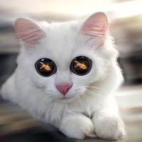 Kitty with vision