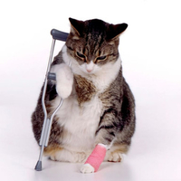 Poor Kitty