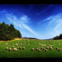 Land of sheep