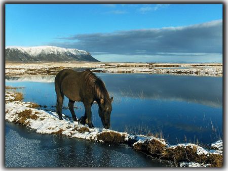 	Im-coming - horse, sea