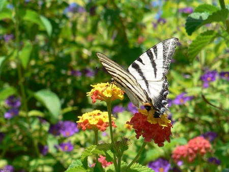 butterfly and flowers colorfull - nature, butterfly, druffix, schmetterling, flowers, plants, fly