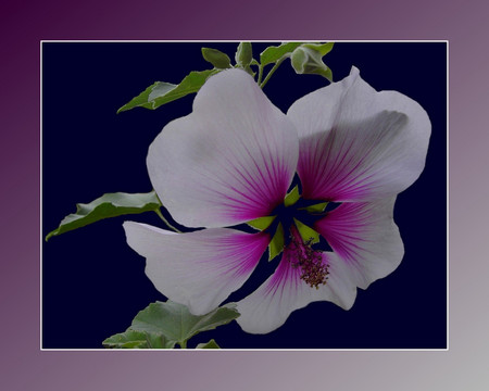 Hibiscus - hibiscus, flowers