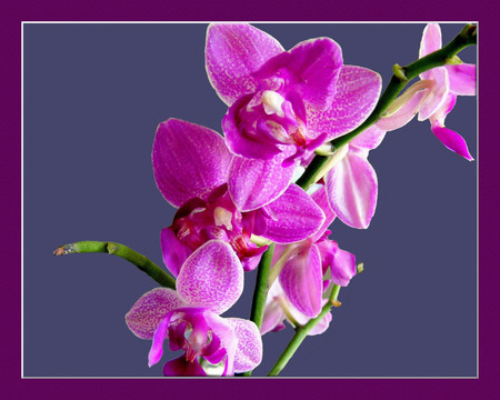 Magenta orchids - orchids, flowers