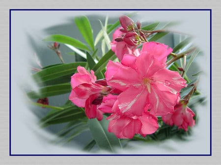 Oleander - flowers, pink