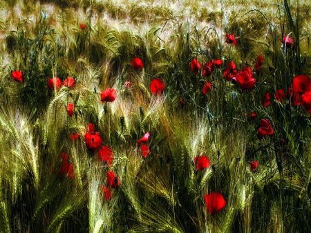 	Mille papaveri rossi - field, red