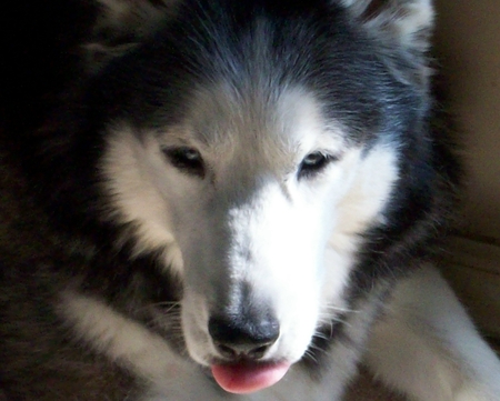 Bleu - siberian, huskys, sled dogs, dogs