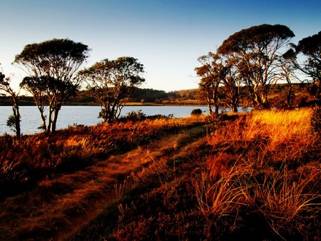 golden sunset - sunsets, trees, river