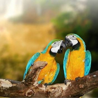 2 Macaws