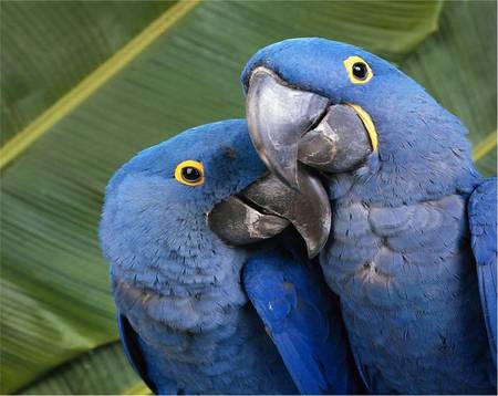 Loving Couple - 2 parrots, blue, birds, tropical leaves