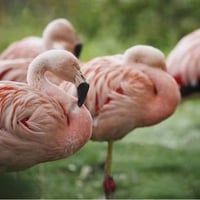 Pink Flamingos