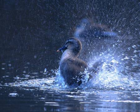 Bathing Duck - bathing, duck, lake, bird