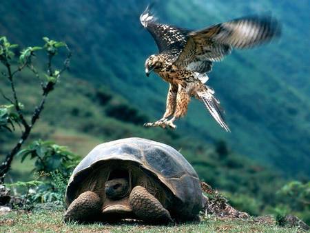 Coming in to land - landing, eagle, turtle, bird, free ride, grass