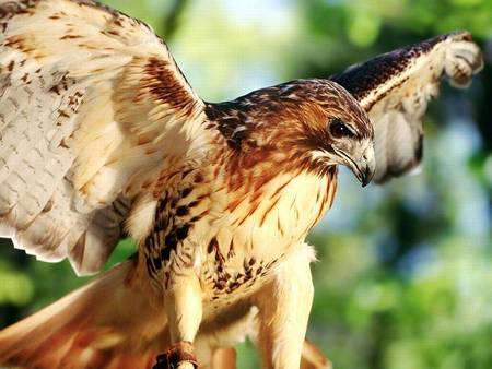 Golden Eagle - golden eagle, trees, bird