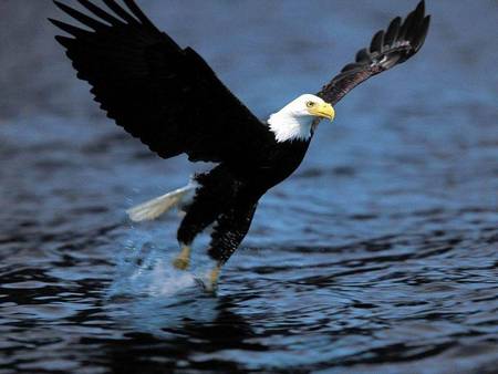 Ready to take off - take off, eagle, lake, bird