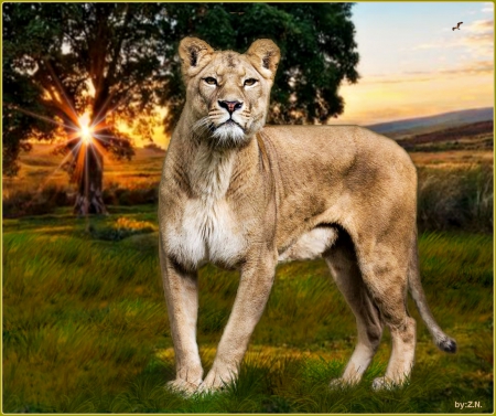 lion - lion, nature, sun, cat