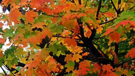 Leaves Of Fall - leaves of fall, autumn leaves, colorful fall, fall leaves