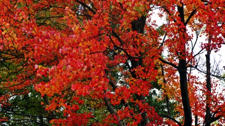 Glowing Autumn - red fall, red autumn, beautiful autumn, glowing autumn, beautiful fall