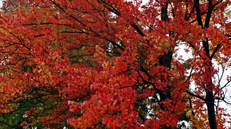 Fall Colors - beautiful fall, Fall Colors, beautiful autumn, autumn colors