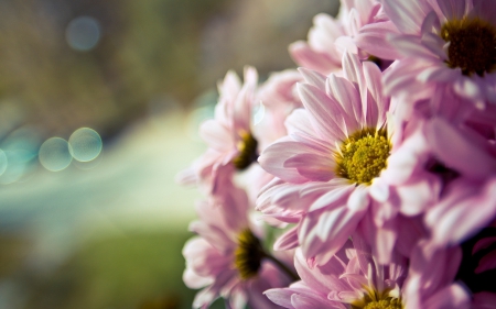 Pink Flowers - bokeh, pink daisies, photography, daisy, pink, beautiful, flowers, daisies, flower