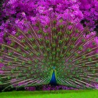 Feathers and flowers