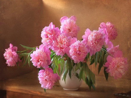 Peony pink - peonies, beauty, flowers, pink