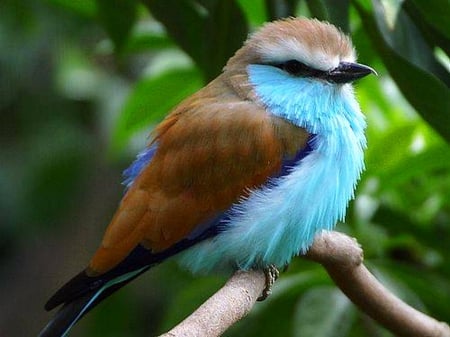 Ruffled - ruffled feathers, brown, bird, blue