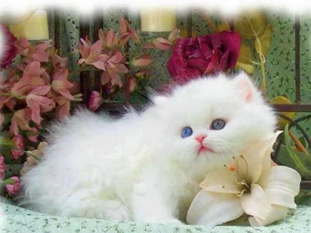 Fluff and flowers - fluffy, flowers, white, kitten