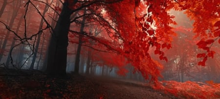 red - autumn, trees, haunted, stunning, bright, hd, dark, forest, red, rich, leaves, color, spooky