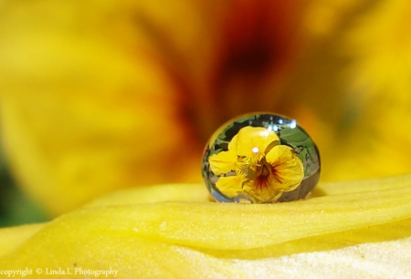 Reflection of a Yellow flower - flower, yellow, abstract, reflection