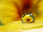 Reflection of a Yellow flower