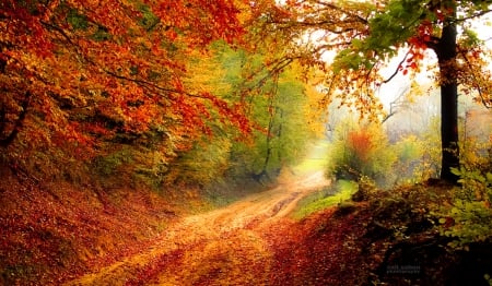 Out of the Woods - nature, autumn, forest, woods