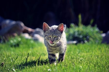 Cat - sleepy, cute, beautiful, cat, sleeping, kitty, cats, hat, cat face, paws, face, animals, pretty, beauty, sweet, kitten, lovely