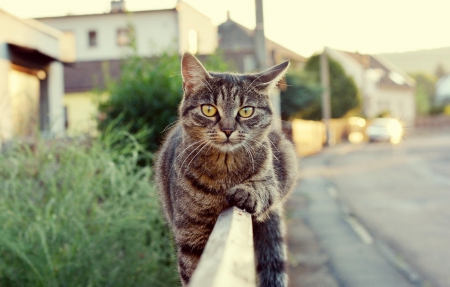 Cat - pretty, cat face, sleepy, paws, kitten, cats, face, sleeping, hat, beautiful, beauty, lovely, sweet, cat, cute, animals, kitty