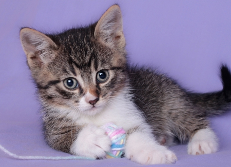 Cat - sleepy, cute, beautiful, cat, sleeping, kitty, cats, hat, cat face, paws, face, animals, pretty, beauty, sweet, kitten, lovely