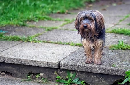 Dog - face, pretty, playful dog, cute, animals, beautiful, sweet, puppy, playful, dogs, puppies, lovely, dog face