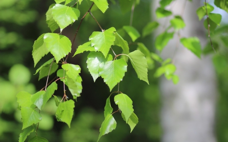 Leaf - leaf, sand, tree, nature