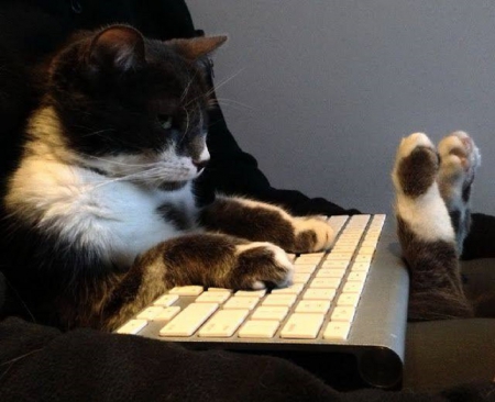 Hello my on-line friends ! - cats, friends, laptop, animals, kitty