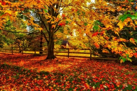 October - nice, autumn, colorful, mirrored, shine, foliage, fall, pretty, reflection, tree, golden, branches, falling, lovely, nature, glow, october, beautiful, leaves, colors